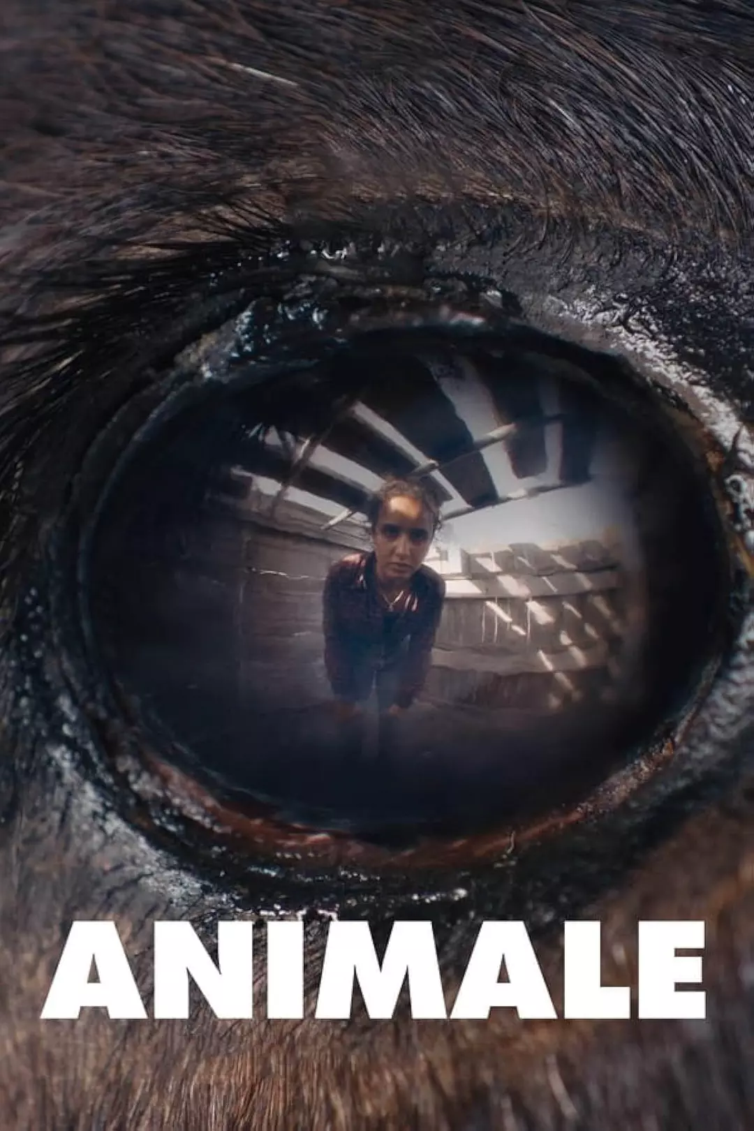 夸克网盘 兽性 Animale (2024) 1080P 内嵌繁中 夸克网盘下载百度云网盘 阿里云网盘 夸克网盘 /阿里云盘免费观看高清国语中字阿里云盘在线播放-热文榜资源