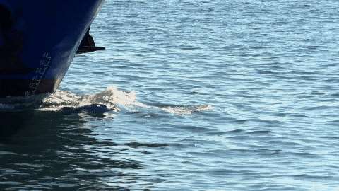 夸克网盘《中华白海豚》百度云网盘 阿里云网盘 夸克网盘 资源在线观看高清电影阿里云盘免费-热文榜资源